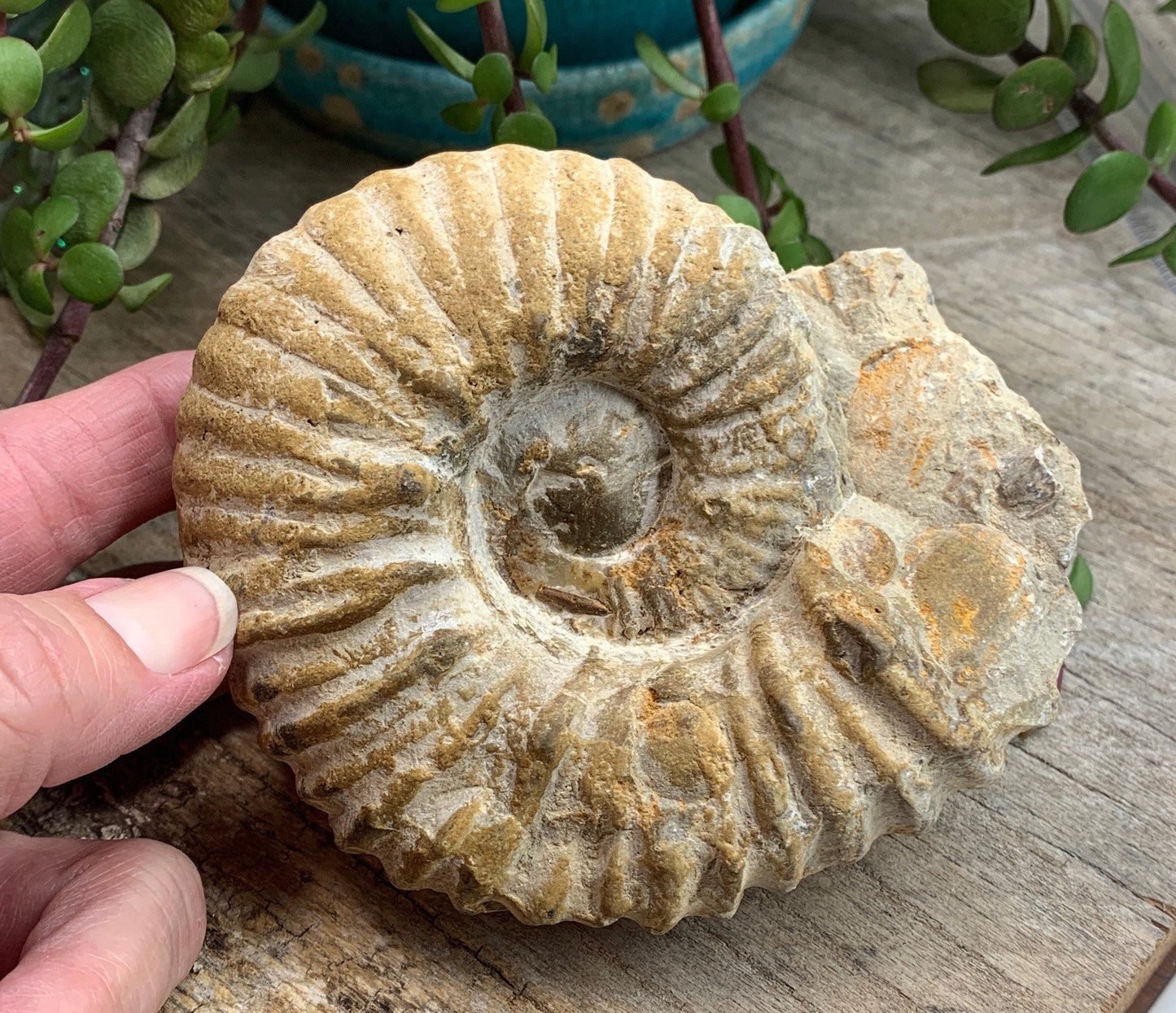 Ammonite Fossil, Natural, Beautiful, Generational Healing (Approx. 4 1/2”)1266