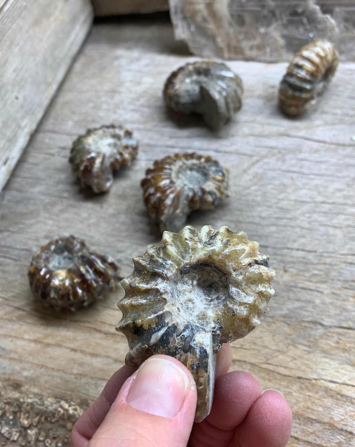Ammonite Fossil Shell 1293 (1 3/4”-2 1/2”)