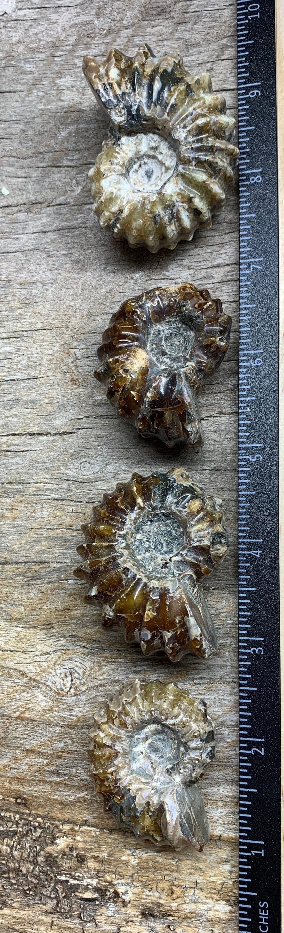 Ammonite Fossil Shell 1293 (1 3/4”-2 1/2”)