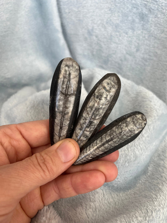 Orthoceras Fossil (Approx. 1 3/4” - 3”) 1307