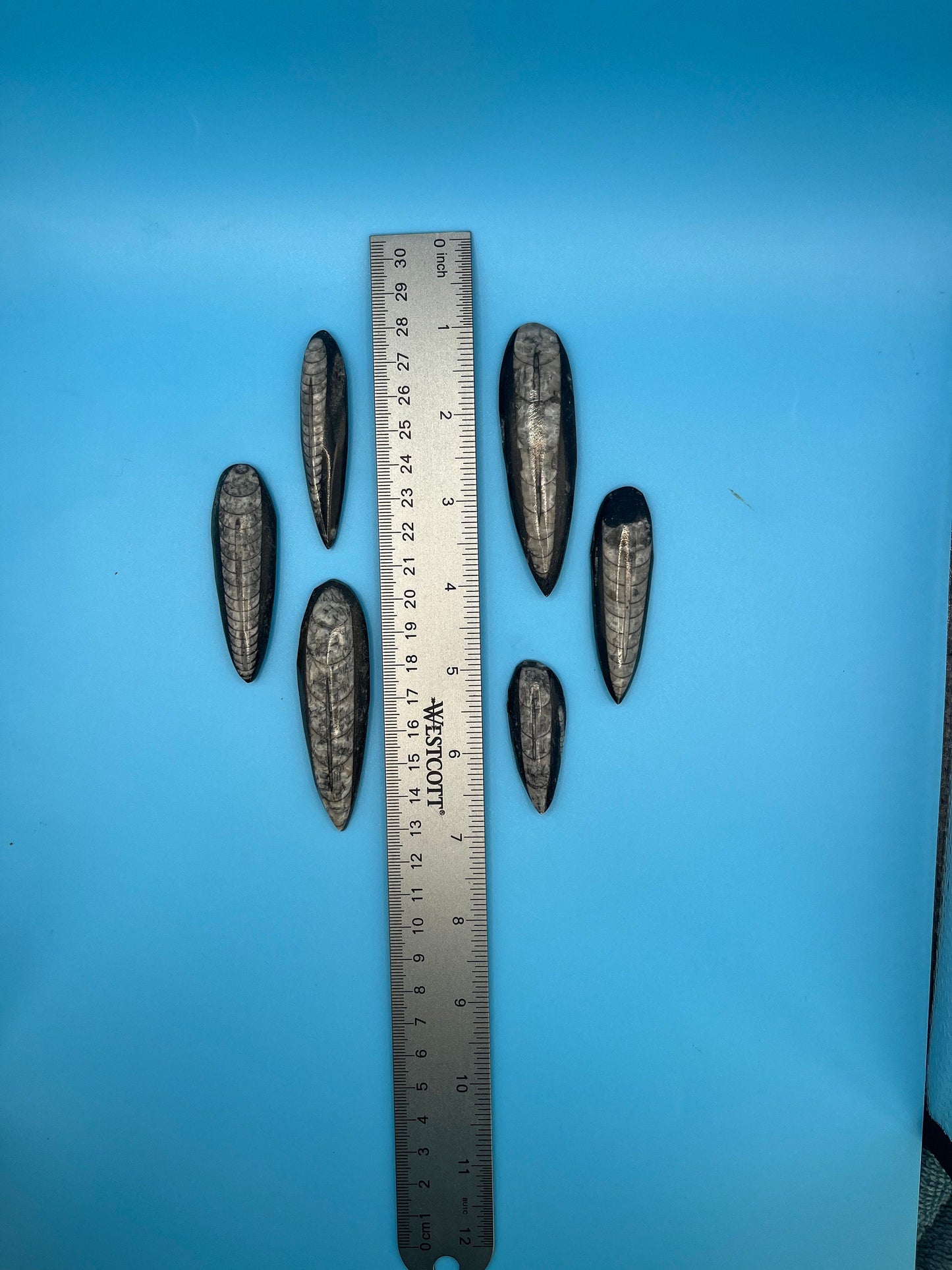 Orthoceras Fossil (Approx. 1 3/4” - 3”) 1307