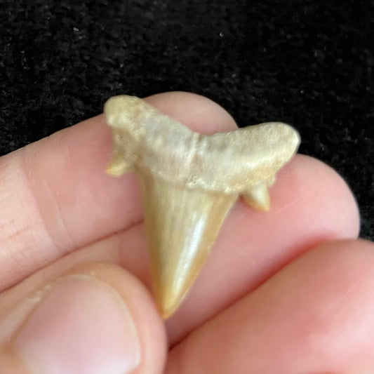 Shark Tooth  Fossil ((Approx. 3/4”-1 1/4”) 1315