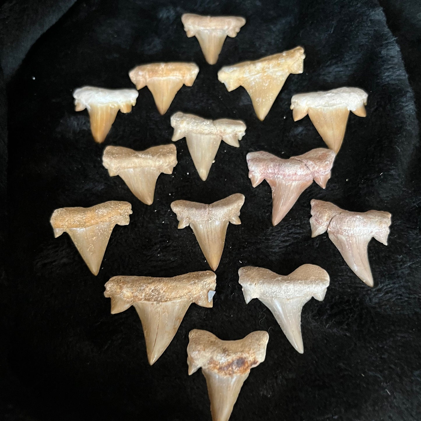 Shark Tooth  Fossil ((Approx. 3/4”-1 1/4”) 1315