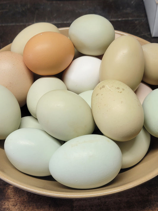 Chicken Eggs, Rooster Exposed, 12 Eggs- Ameraucana Mix (Puffy Cheek Chickens)