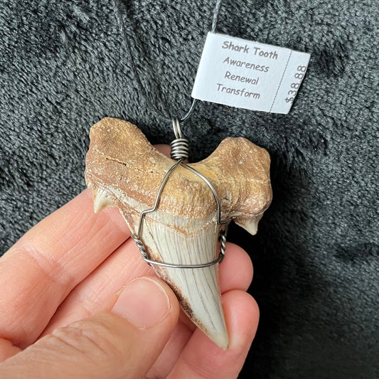 Shark Tooth Fossil Wire Wrapped Necklace, Handmade, Very Large NCK-2791