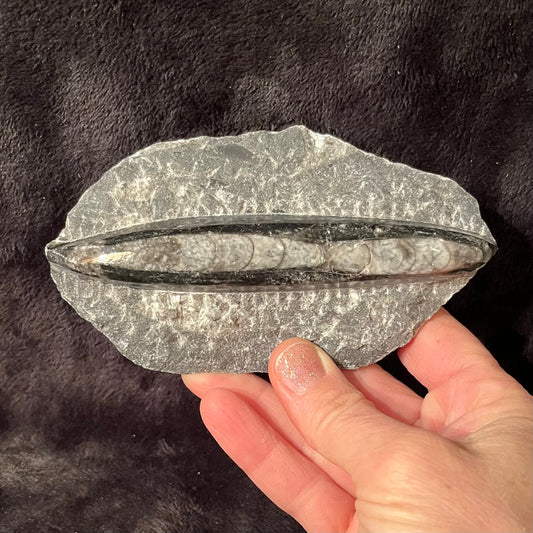 Orthoceras Fossil (Approx. 5” -6”) 1635