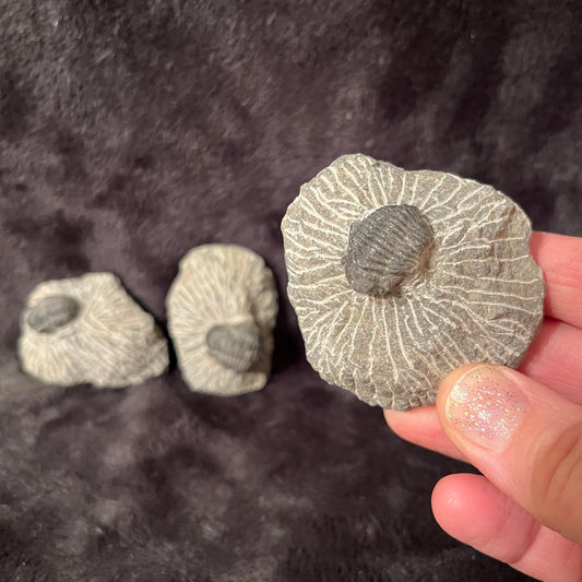 Trilobite Fossils (Approx. 1 1/2” - 2 1/2”) 1630
