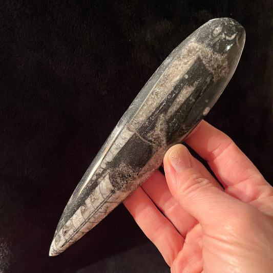 Orthoceras Fossil (Approx. 6 1/2” - 7 1/2”) 1633