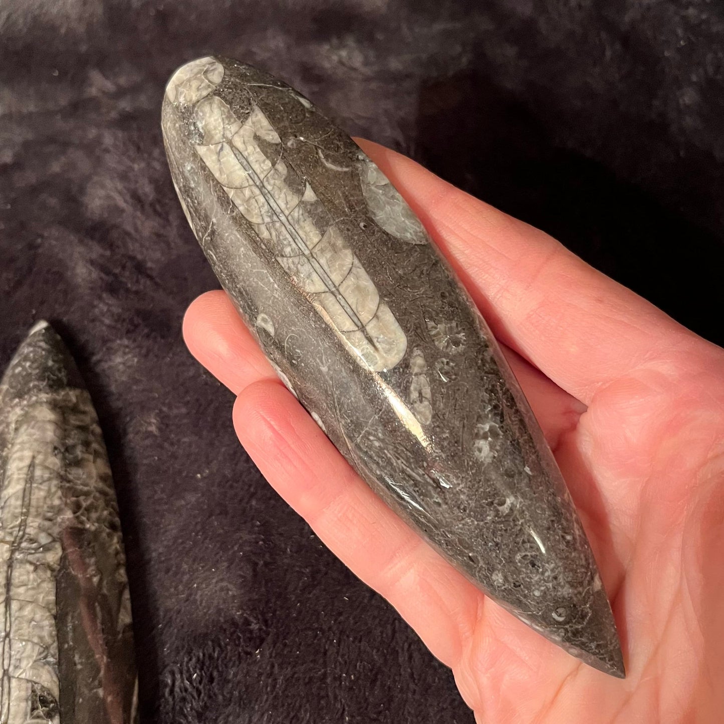 Orthoceras Fossil (Approx. 4 1/2” -6”) 1632