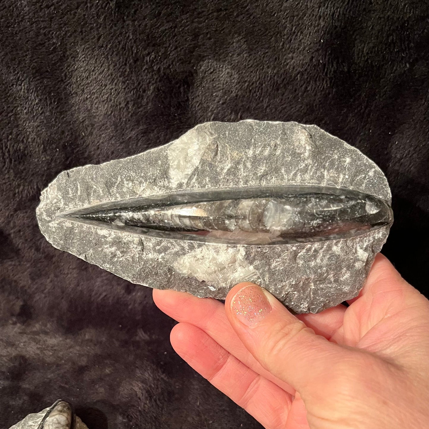 Orthoceras Fossil (Approx. 5” -6”) 1635