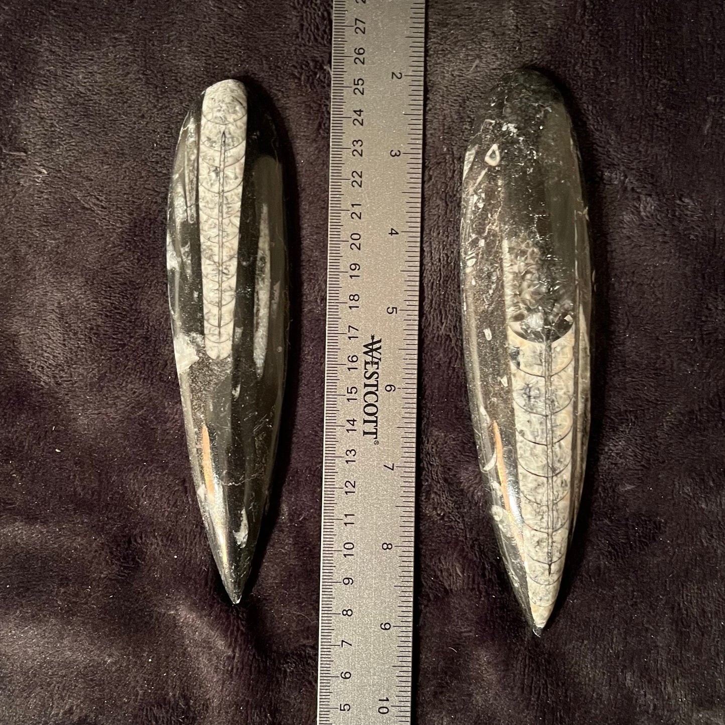 Orthoceras Fossil (Approx. 6 1/2” - 7 1/2”) 1633
