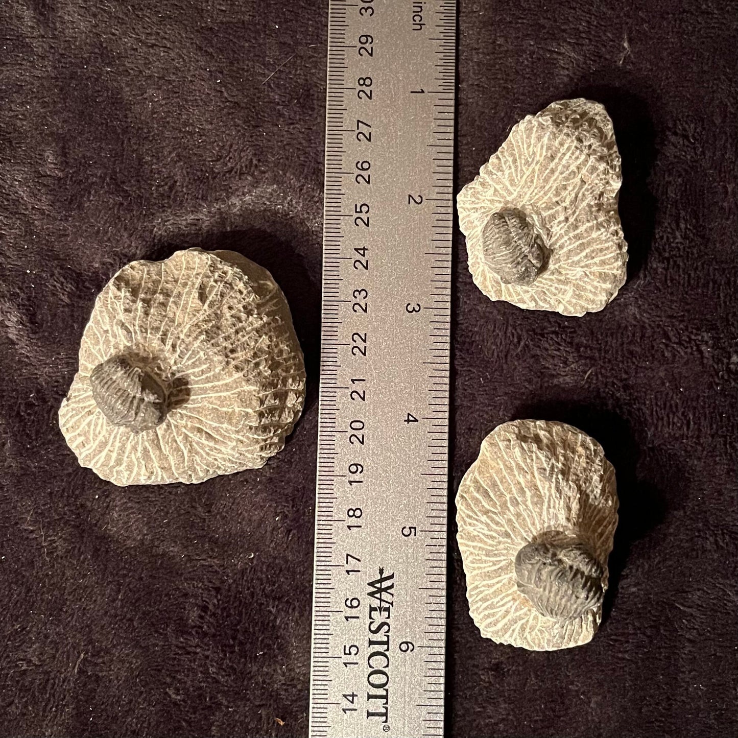 Trilobite Fossils (Approx. 1 1/2” - 2 1/2”) 1630