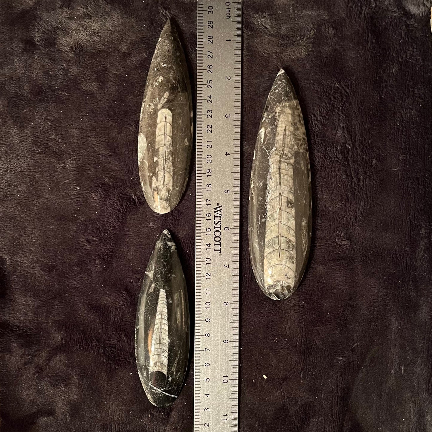Orthoceras Fossil (Approx. 4 1/2” -6”) 1632