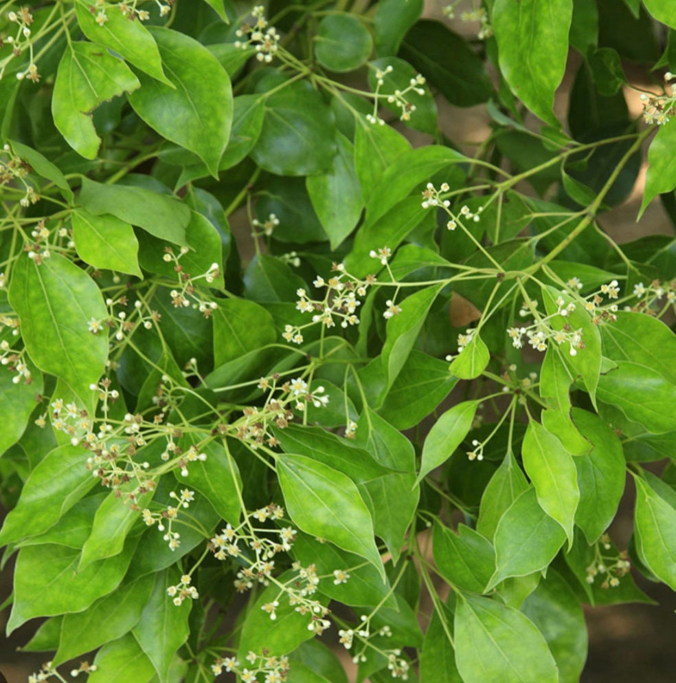 Ravintsara Essential Oil 5 ml 0138