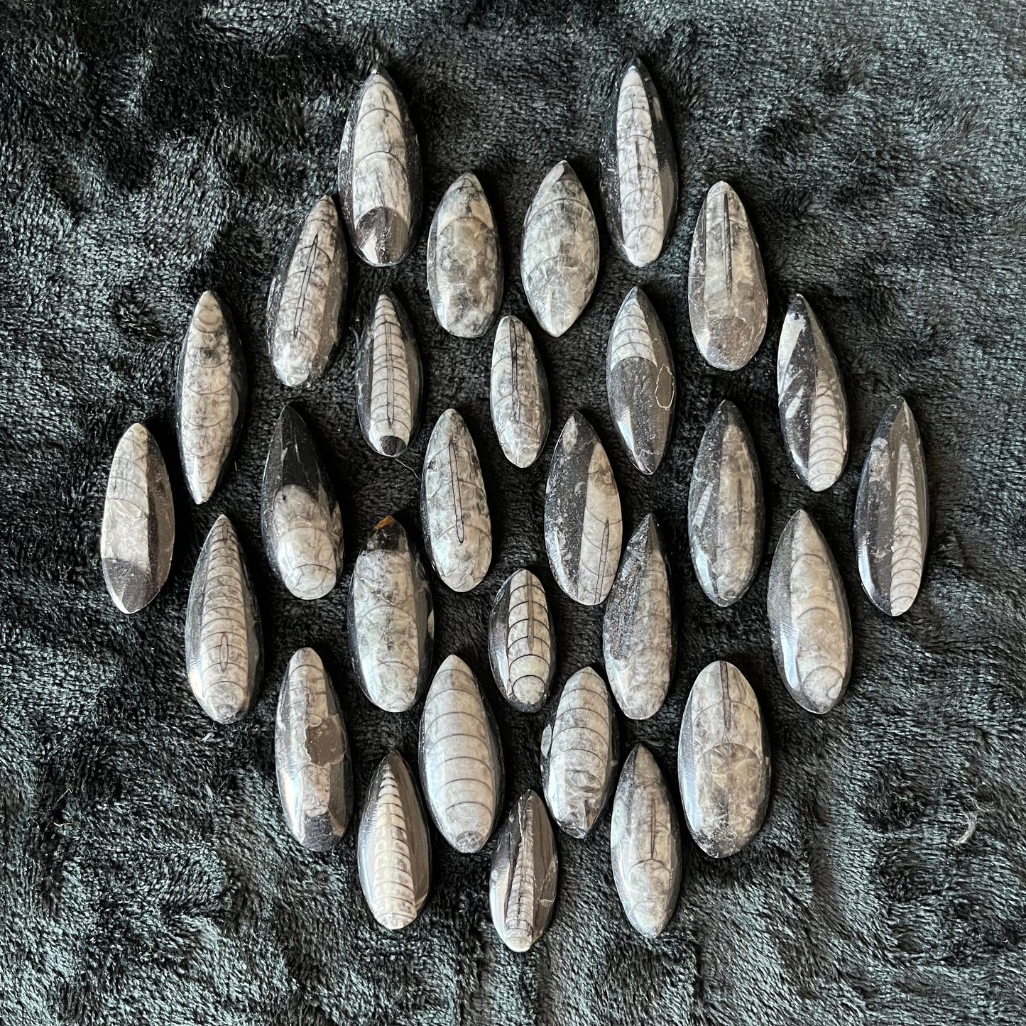 Orthoceras Fossil Polished (Approx. 1 1/4” - 1 5/8”) 1658
