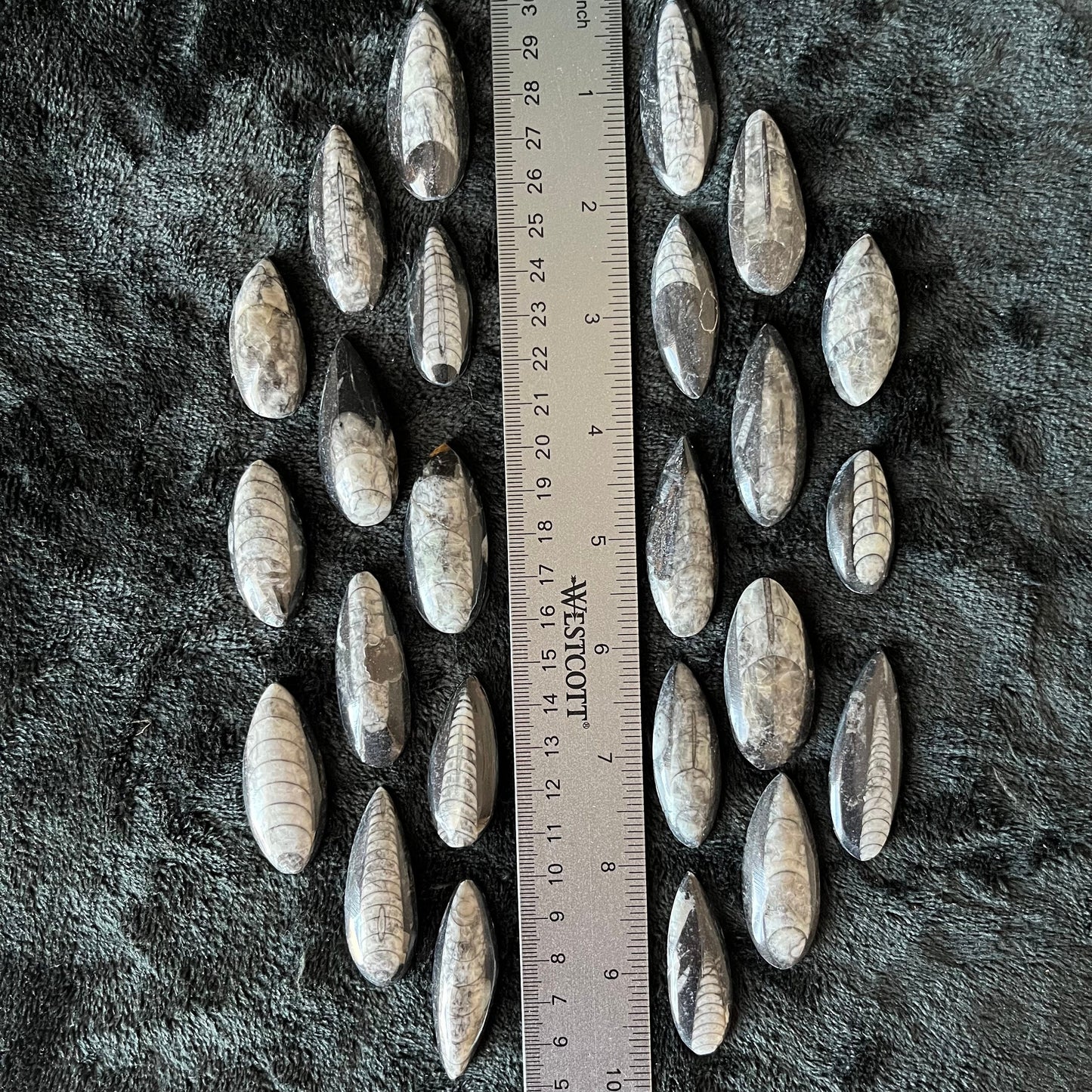 Orthoceras Fossil Polished (Approx. 1 1/4” - 1 5/8”) 1658