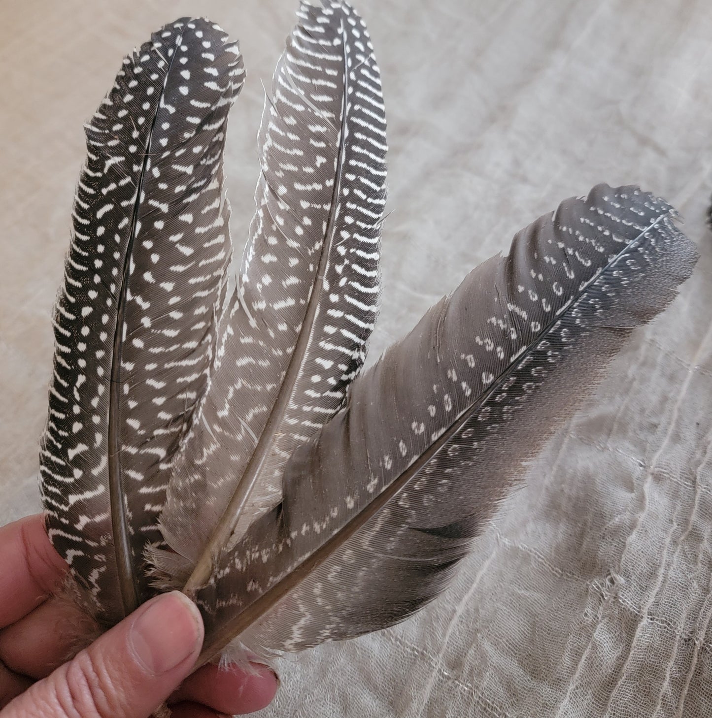 Guinea Foul Smudging Feather 1730