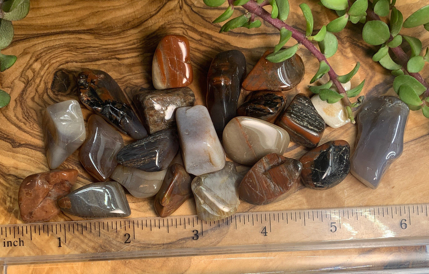 Petrified Wood Tumbled Stone (Approx. 3/4" - 1") BIN-1382