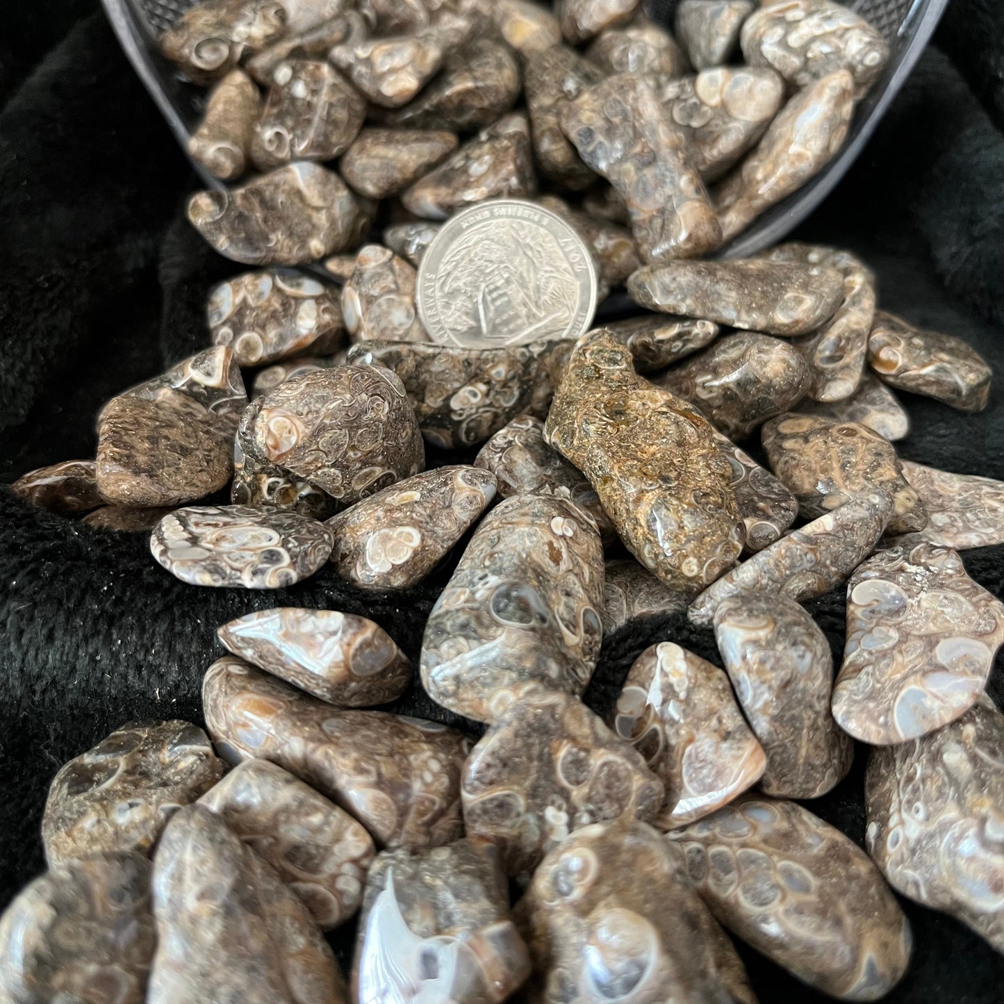 Turritella Agate Tumbled Stone, 1 Pound Bag WT-0144