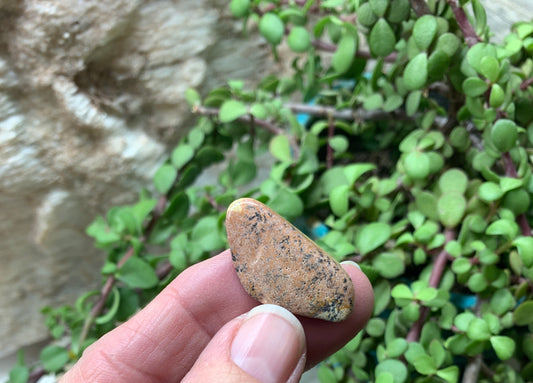 Picture Jasper Tumbled Stone (Approx. 3/4" - 1 1/4") BIN-1314