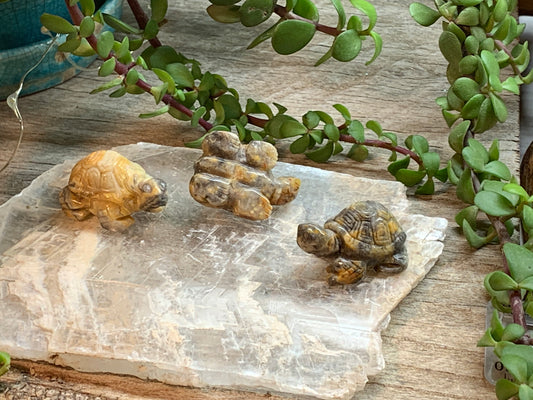 Crazy Lace Agate Turtle 0070