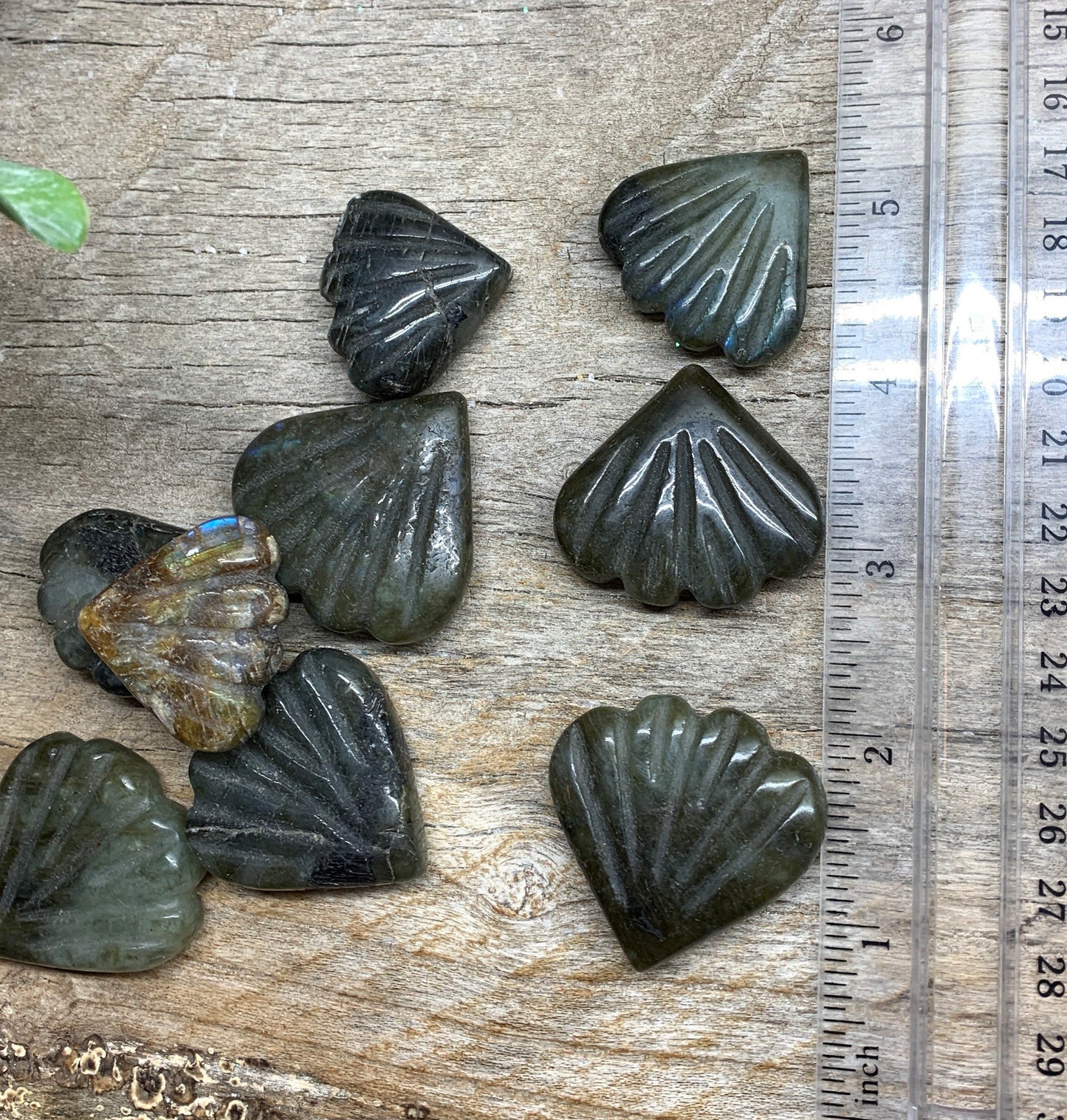 Labradorite Sea Shell Fan, Beautiful Flash, Gift Item 1 to 1”-1/2” 0962