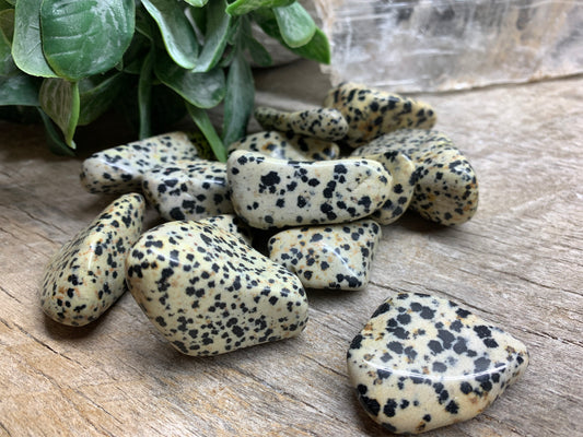 Dalmatian Jasper, Tumbled Stone. (Approx 1”- 1 3/4”) BIN-1388