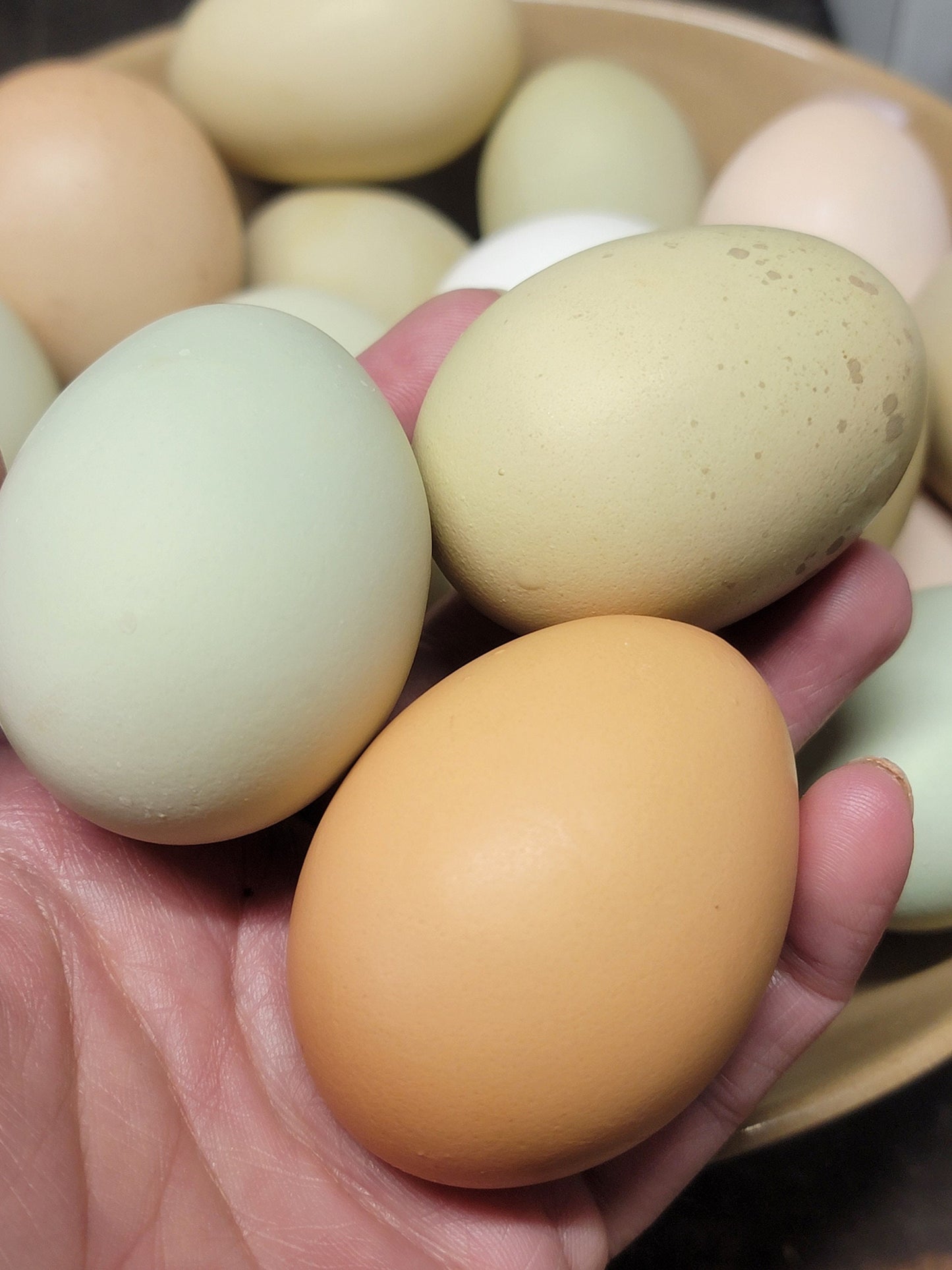 Chicken Eggs, Rooster Exposed, 12 Eggs- Ameraucana Mix (Puffy Cheek Chickens)