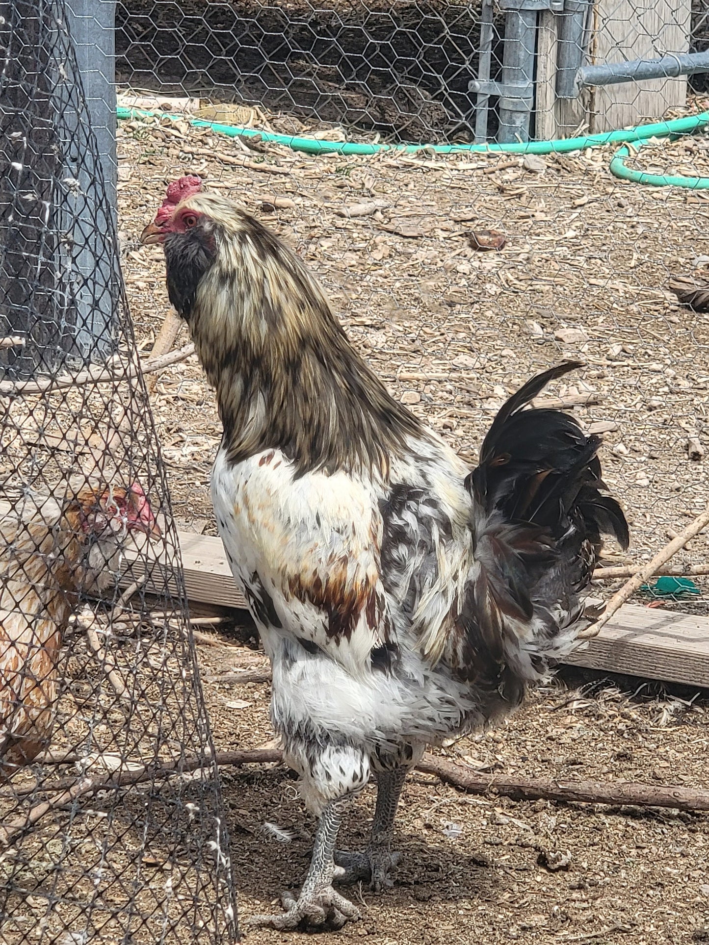 Chicken Eggs, Rooster Exposed, 12 Eggs- Ameraucana Mix (Puffy Cheek Chickens)