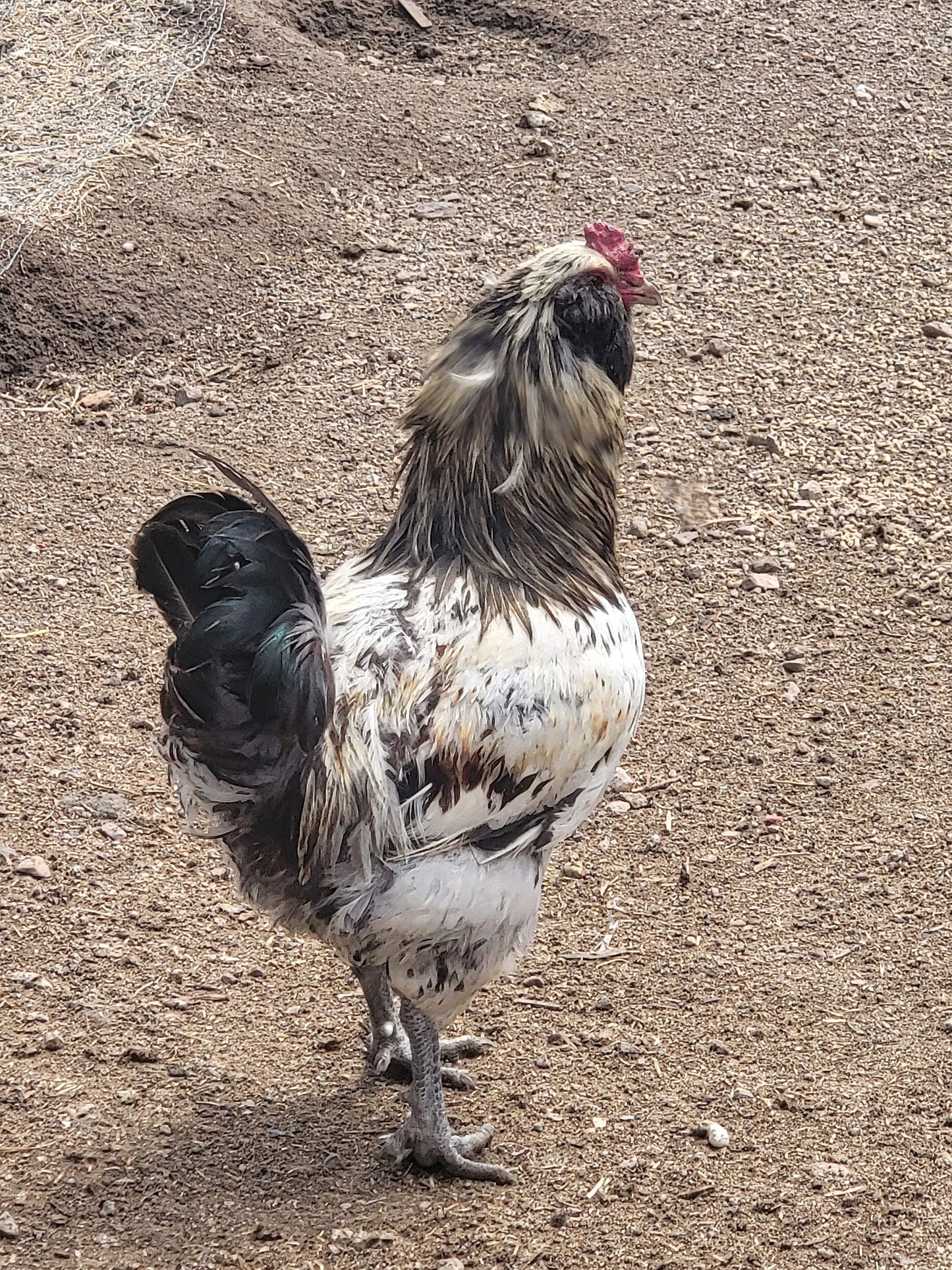 Blue Chicken Eggs, 6 Eggs, Rooster Exposed - Ameraucana Mix (Puffy Cheek Chickens)