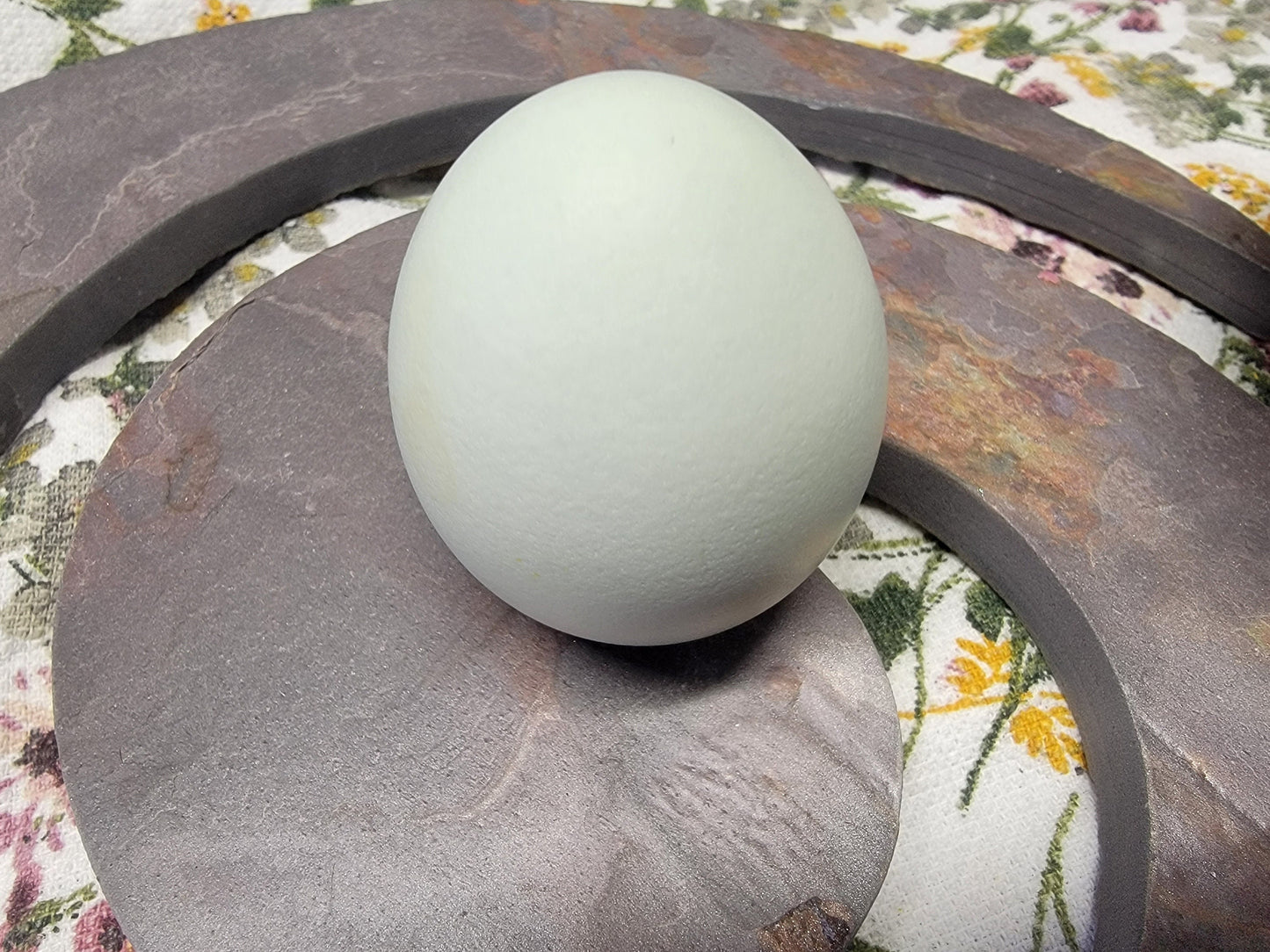 Blue Chicken Eggs, 6 Eggs, Rooster Exposed - Ameraucana Mix (Puffy Cheek Chickens)