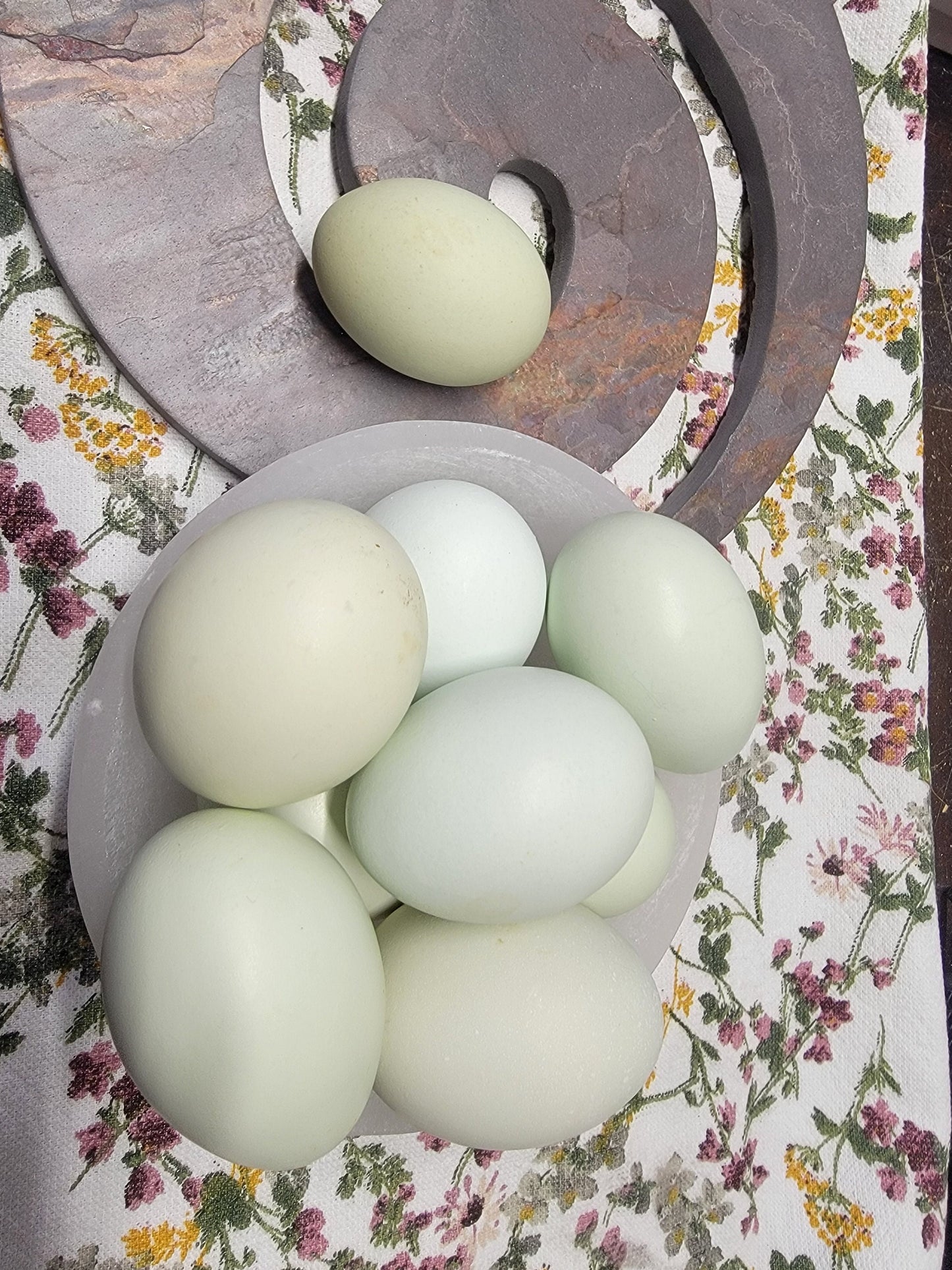 Blue Chicken Eggs, 6 Eggs, Rooster Exposed - Ameraucana Mix (Puffy Cheek Chickens)