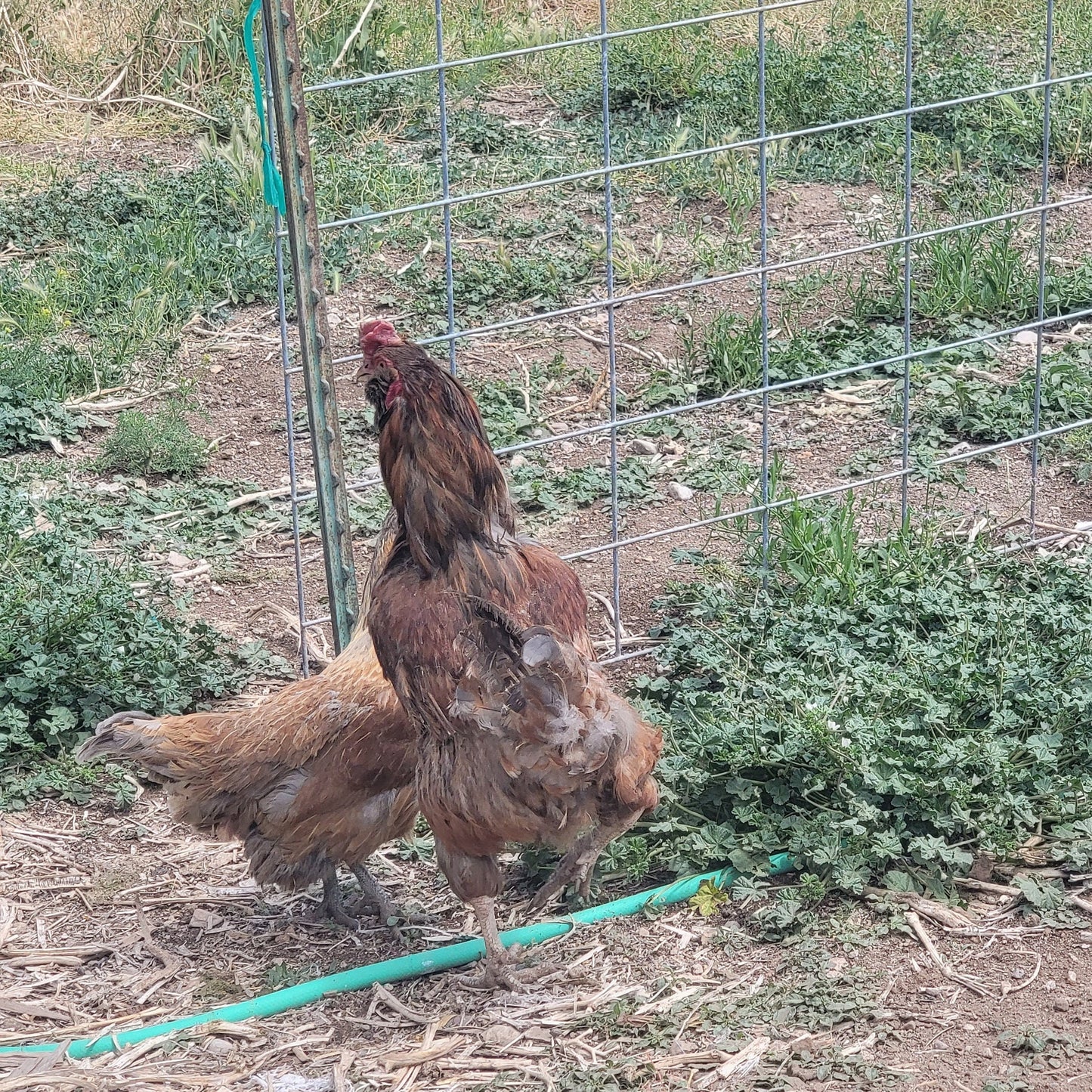 Blue Chicken Eggs, 6 Eggs, Rooster Exposed - Ameraucana Mix (Puffy Cheek Chickens)