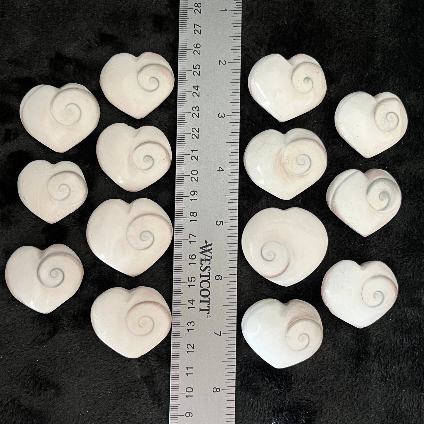 St Lucia Shell Heart, 1 Pound, WH-0010